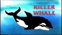 Killer Whale 