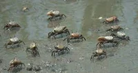 A group of crabs