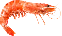 shrimp