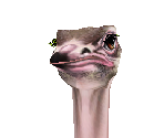 Ostrich
