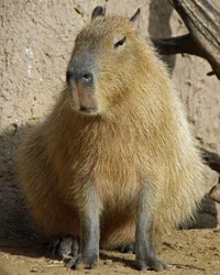 Capybara