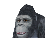 Gorilla