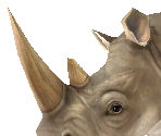 White rhinoceros 