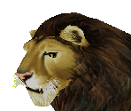 Lion 4