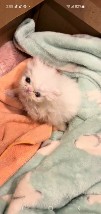 Kitten 