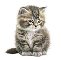 Kitten