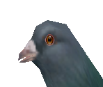 Pigeon 