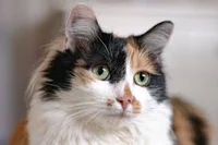 random calico cat
