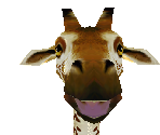 Giraffe 4