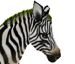 Plains Zebra 