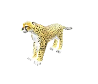 Cheetah 
