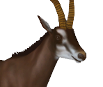 Sable Antelope 