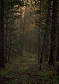 Forest adventure 