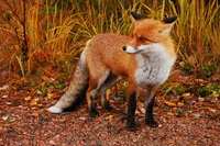 Red Fox