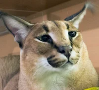 Your Pet Caracal