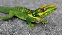 Cuban knight Anole