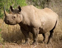 Black rhinoceros