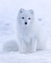 Arctic fox 