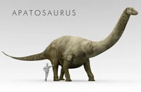 The Apatosaurus 