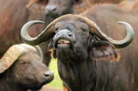 African buffalo