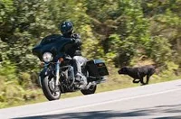 Cao perseguindo moto