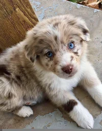 Cachorrinho