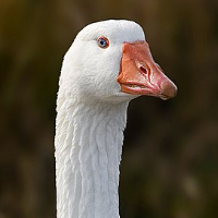 Emden goose