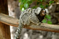Marmoset