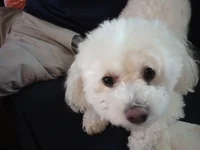 Hi hi hi hi hi hi hi