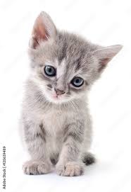 Kitten