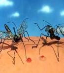 Robot Chicken mosqui