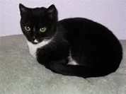 Samantha