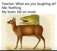 Eel on musk