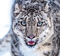 Snow Leopard