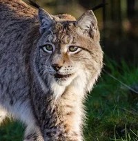 Lynx