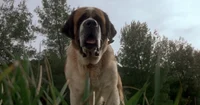 Cujo 