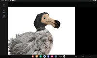 Dodo