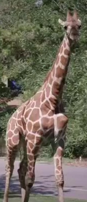Zombie Giraffe