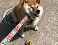 chonky akita-inu