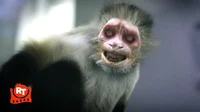 Zombie Monkey