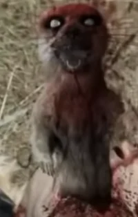 Zombie Meerkat