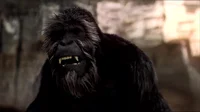 Kifo A Gorilla