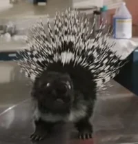 Zombie Porcupine