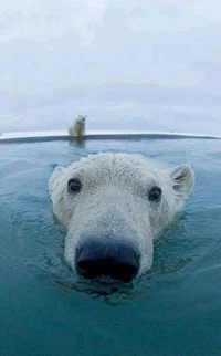 Polar Bear