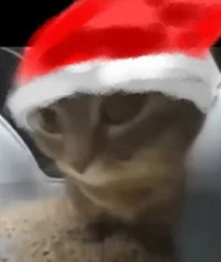 Chipi Chipi Cat