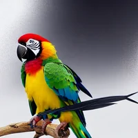 Parrot