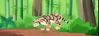 Clouded Leopard