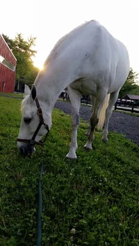 Doven Riding Academy