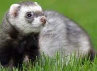 FeeTheFerret _me_