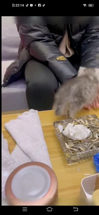 Kitten that love you